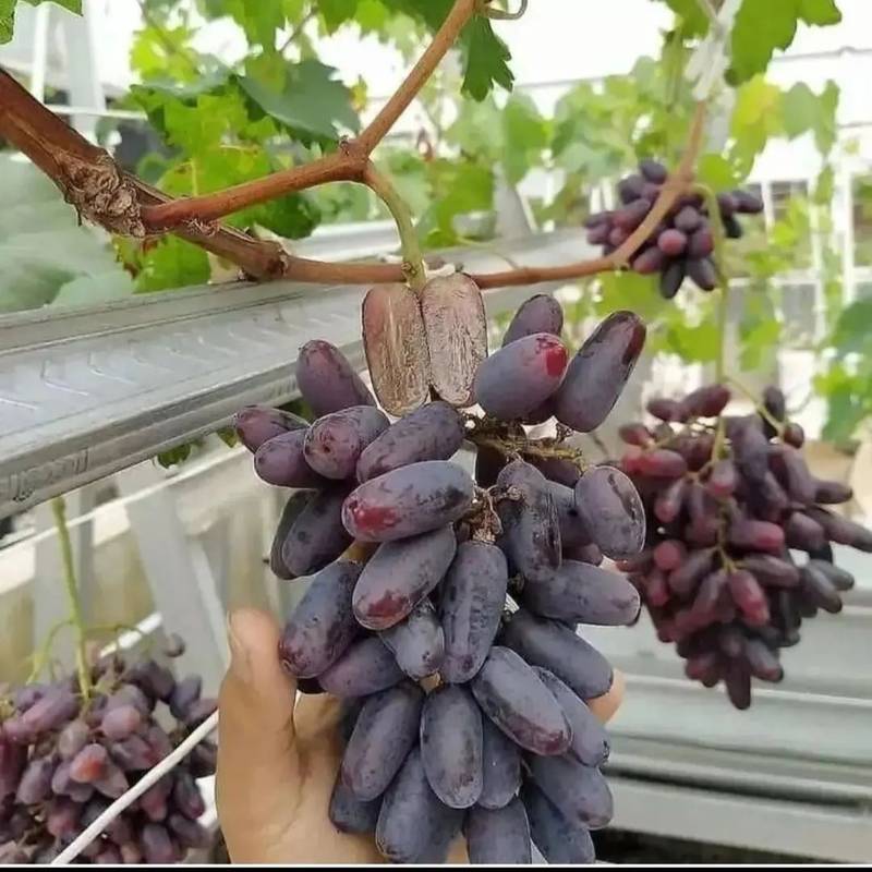 فروش عمده نهال انگور موندراپ در تبریز