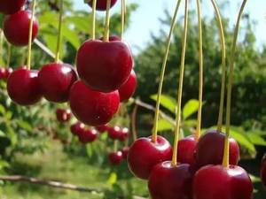 نهال گیلاس گزیلا قیمت مناسب درگلستان