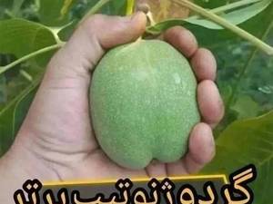 فروش نهال گردو ژنوتیپ کاغذی