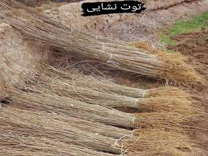 بهترین قیمت نهال توت نشایی