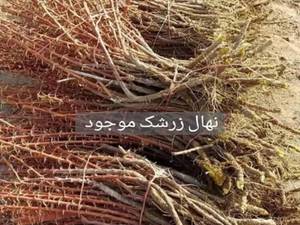 بهترین نهال زرشک