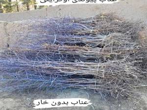 نهال عناب اوکراینی
