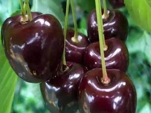 نهال گیلاس تکدانه