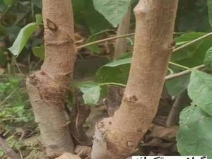 نهال گیلاس تکدانه
