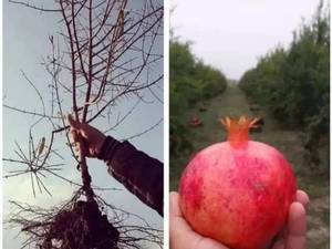 نهال انار قرمز