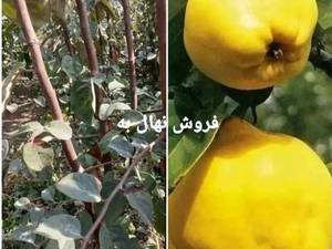خرید و قیمت نهال به