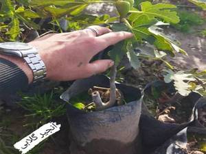 نهال انجیر گلابی