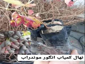 نهال انگور موندراب