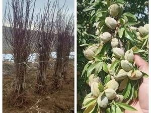 نهال بادام دیرگل آذر