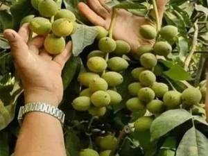 قیمت بهترین نهال گردو برای مناطق سردسیر