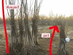 قیمت بهترین نهال گردو برای مناطق سردسیر