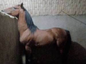 پرورش و آموزش اسب اصیل 