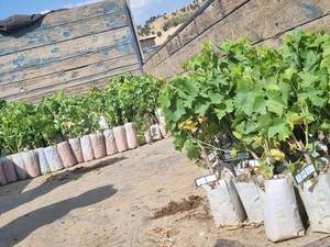 پرورش انواع نهال با مجوز جهاد کشاورزی