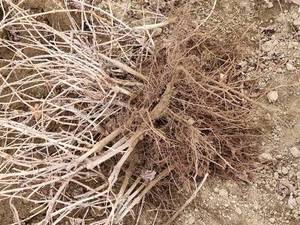 پرورش انواع نهال با مجوز جهاد کشاورزی