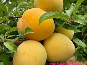 نهالستان مقدم‌ در میاندوآب