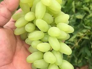 خرید و قیمت انگور پیکامی کاشمر