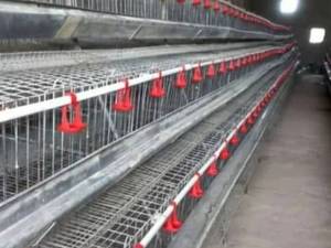 قیمت قفس مرغ تخم گذار