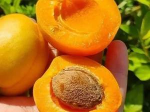 قیمت نهال زردآلو عسگرآباد در تبریز