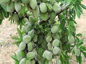 خرید بادام آذر دیرگل خوشه ای در آذربایجان غربی