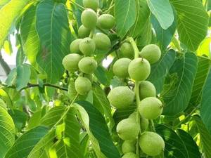خرید نهال گردو فرنور در یزد 
