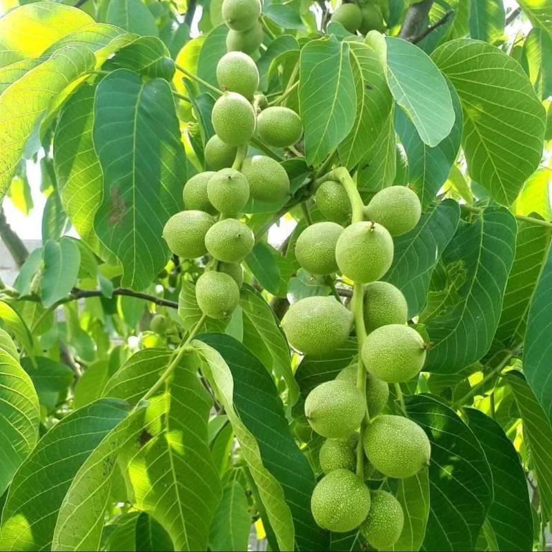 خرید نهال گردو فرنور در یزد