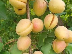 قیمت نهال زردآلو عسگرآباد