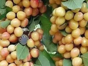 قیمت نهال گیلاس زرد
