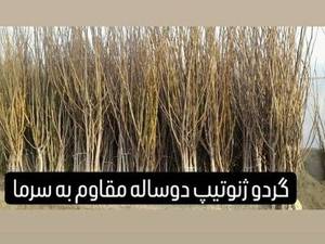 نهال گردو ژنوتیپ 