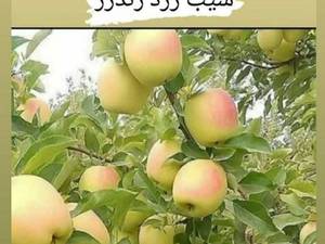 خرید نهال سیب زرد رندرز