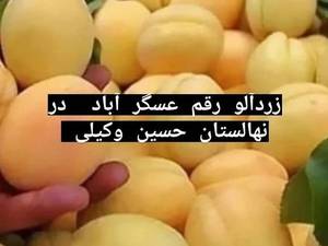 نهال زردآلو عسگر آباد