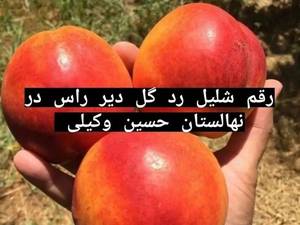 قیمت نهال شلیل رد گلد 