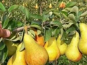 قیمت نهال گلابی بیروتی