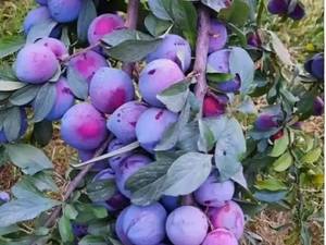 نهال آلو شابلون پفکی