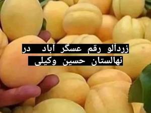 خرید نهال زرد آلو