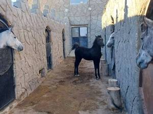 تولید و پرورش اسب اصیل