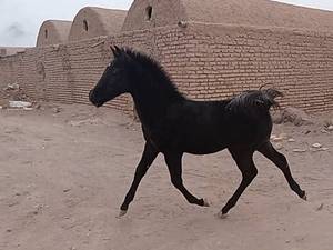 خرید و فروش اسب اصیل