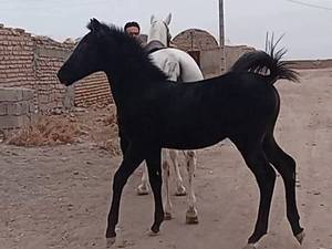خرید و فروش اسب اصیل
