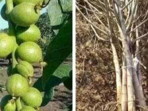 گردو زود بازده مقاوم در برابر سرما