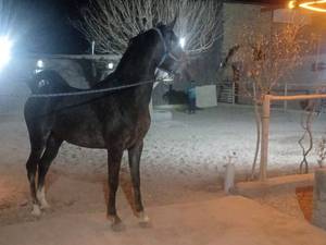 پرورش اسب سوارکاری