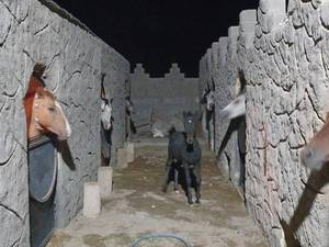 اسب اصیل مشکی