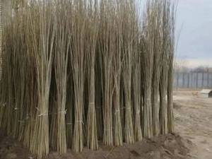 صنوبر اصلاح شده ترکیه