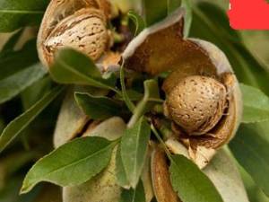 نهال بادام  مامایی