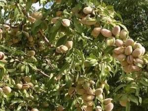 خرید نهال بادام تونو