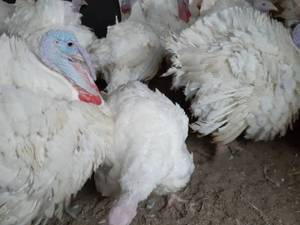 پرورش دهنده بوقلمون در لاهیجان