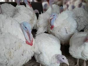 پرورش دهنده بوقلمون در لاهیجان