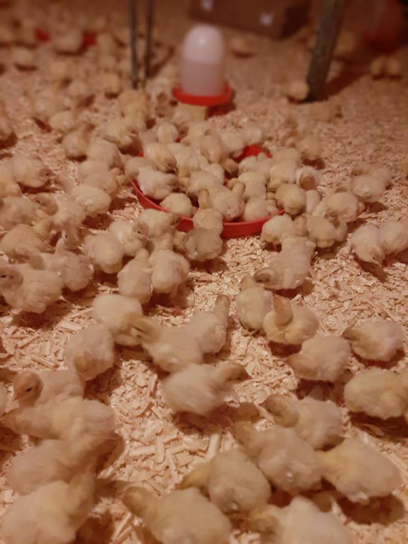 فروش و تهیه جوجه یکروزه