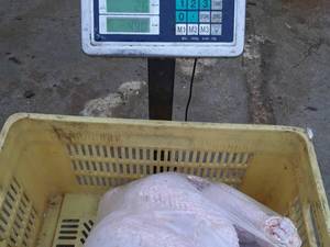 کشتار روز بوقلمون در گیلان