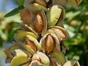 بادام سنگی