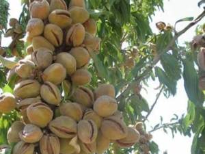 قیمت بادام شاهرودی