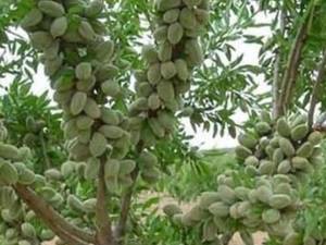 بادام فرانیس